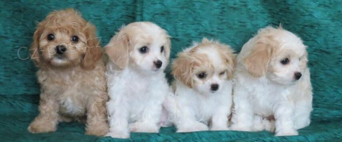 Prodm tata CAVACHONA.