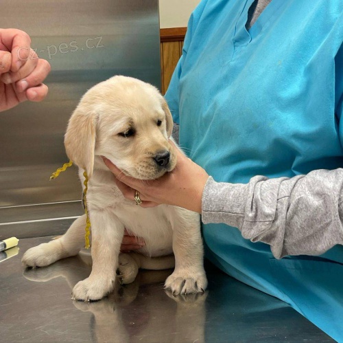 Sladk ttka labrador k adopci zdarma.