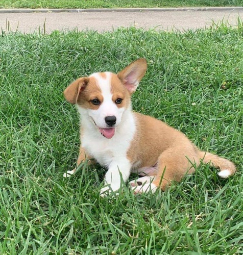 Pembroke Welsh Corgi ttka k adopci zdarma.