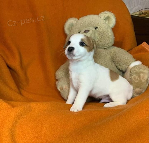 Jack Russell Terrier tata zdarma adopce.