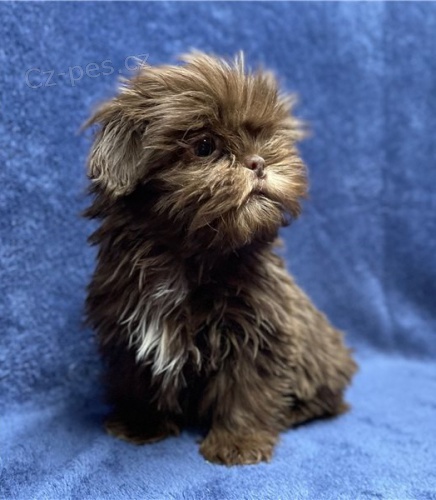 tata Shih Tzu