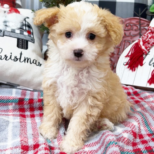 Aussiedoodle tata na prodej. Jsou okovan a oderven.