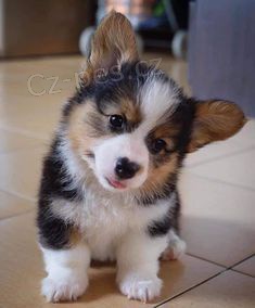 Prodm tata Pembroke Welsh Corgi.