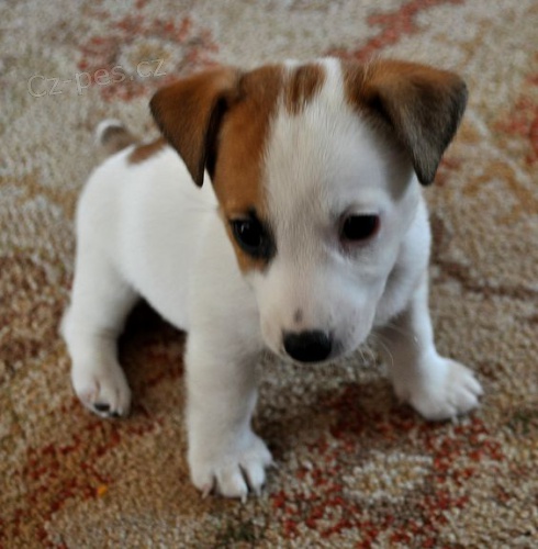 Prodám mini štěňata jack russell teriéra.