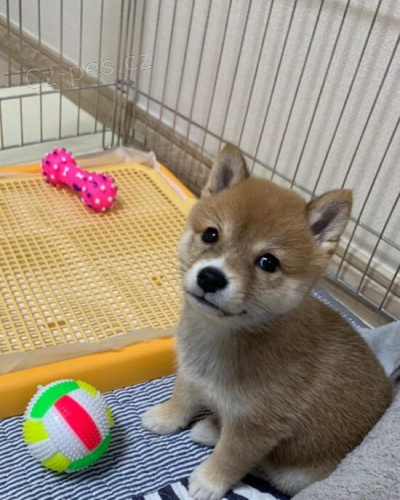 Prodm tata shiba inu