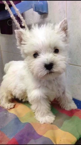 Prodm krsn tata West Highland White Terriers