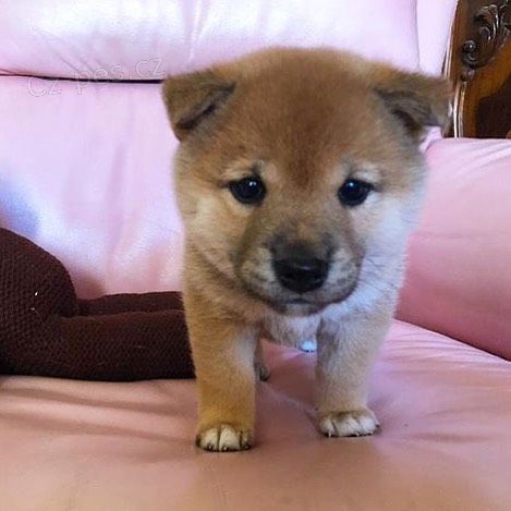 Prodm tata Shiba Inu