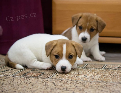 Prodám zdravá štěňata jack russella.