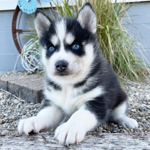 Prodám mini sibiřský husky s modrýma očima. 