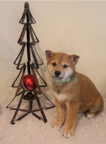 tata Shiba Inu