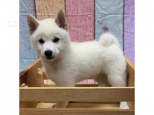 tata Shiba Inu k adopci.