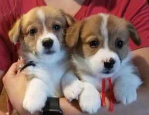 Sladká štěňata Corgi