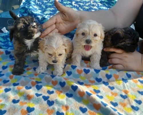 Roztomilá štěňata samečků Maltipoo na prodej