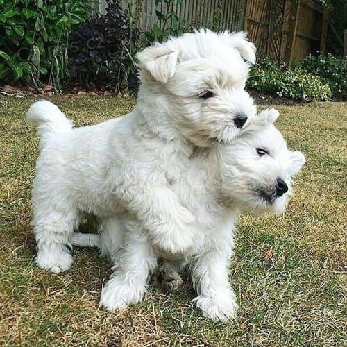 Prodám štěňata West Highland White Terriers