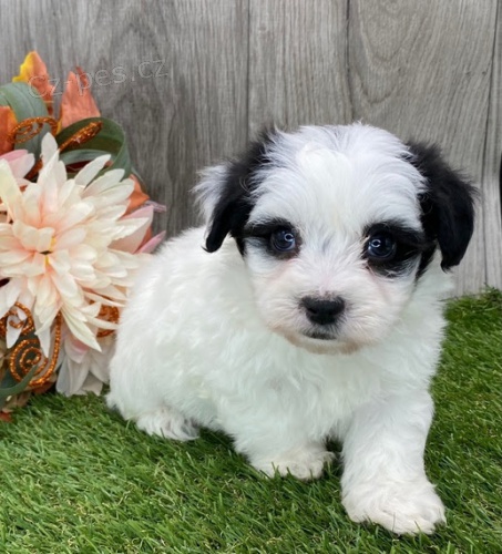 Prodám roztomilá a zdravá štěňata havanese.