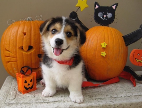 Ndhern tata Cardigan Welsh Corgi k adopci.