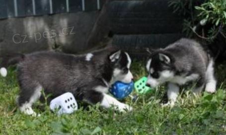 štěňata Sibiřský husky k dispozici