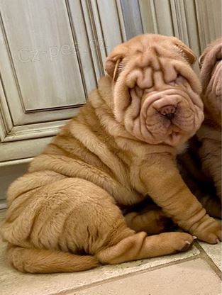 tata Shar-pei k dispozici