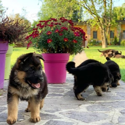 Štěňata německého ovčáka k adopci.