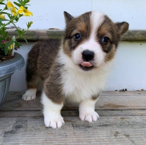 tata Welsh Corgi Pembroke k adopci.