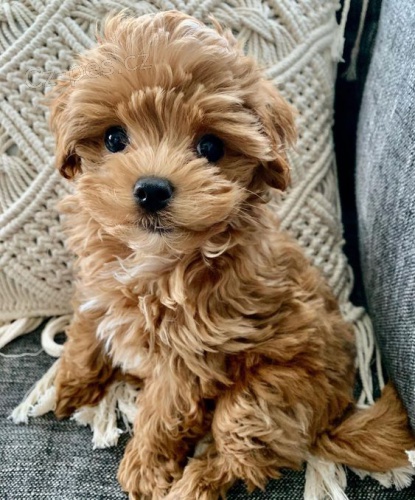 Prodám krásná a rozkošná štěňátka MALTIPOO.