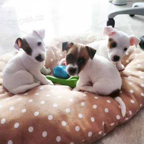 Prodám krásná a rozkošná štěňátka jack russell teriéra.