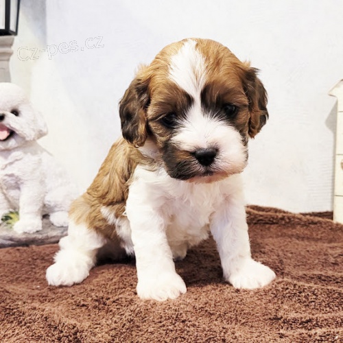 Cavapoo tata k adopci. Jsou okovan a oderven.