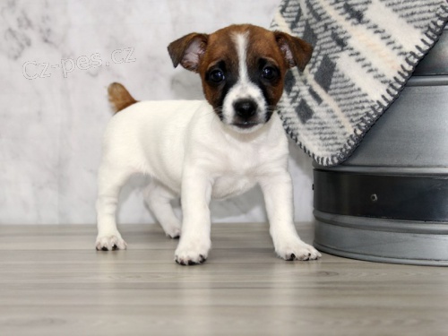 Prodám zdravá štěňata jack russell teriéra.