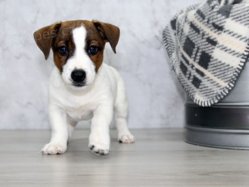 Prodm zdrav tata jack russell terira.