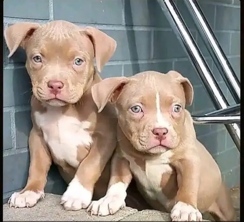 Prodám štěňata pitbulla