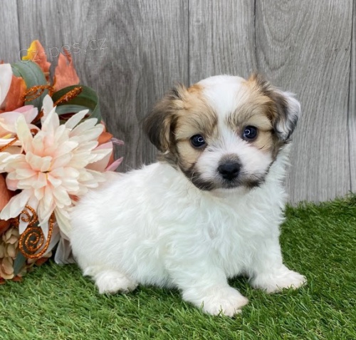 štěňata havanese na prodej.