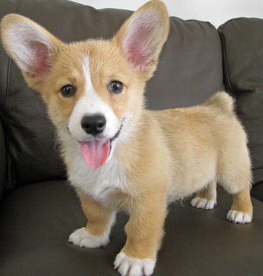 Zdraví samec a samice corgi štěňata.