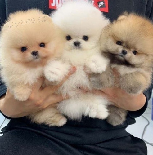 Hygienicky vykolen miniaturn tata pomeranian na prodej.