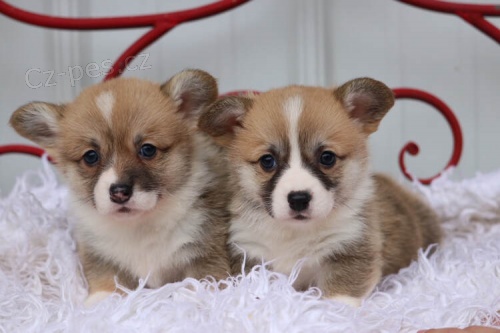 Prodm krsn mini tata Pembroke Welsh Corgi.