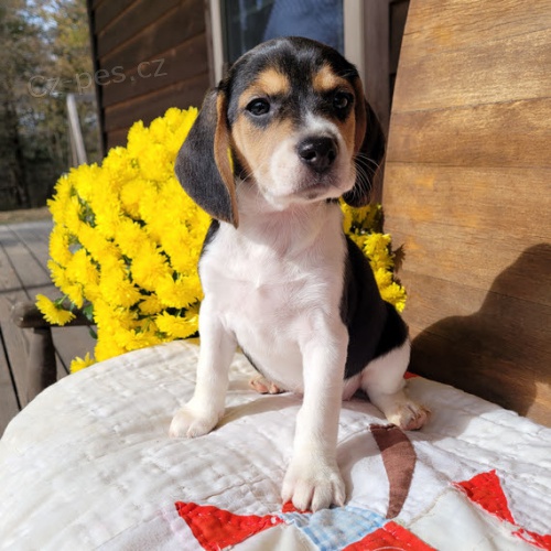 Prodám zdravá a krásná štěňata BEAGLE pejska a fenky.