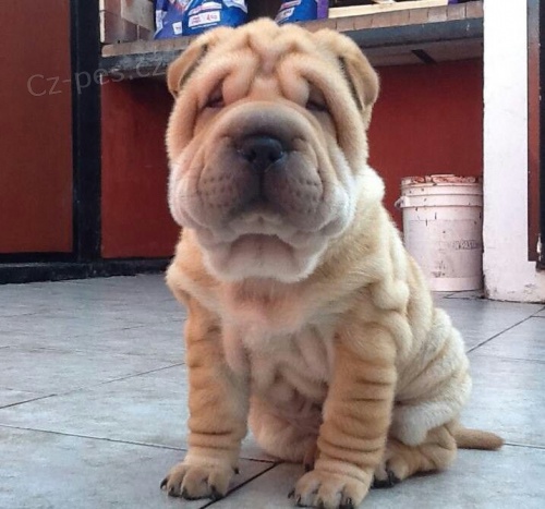 Prodám zdravá štěňata očkovaná shar-pei.