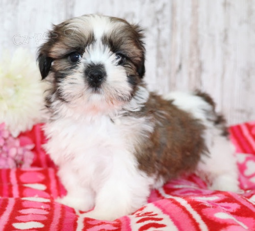 Prodám hygienicky a sociálně vyškolená štěňata SHIH TZU