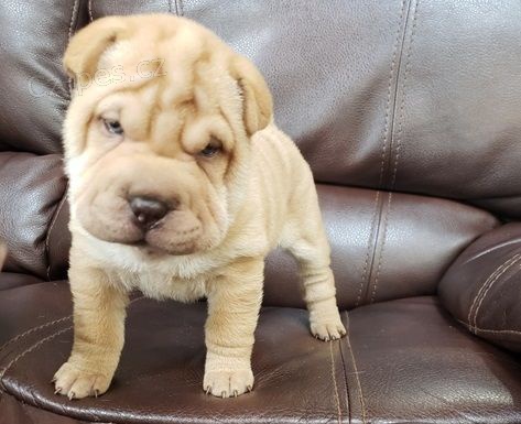 Prodm zdrav tata okovan shar-pei.