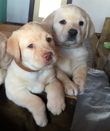 Prodám zdravá a krásná štěňata labradorského retrívra a pejska.