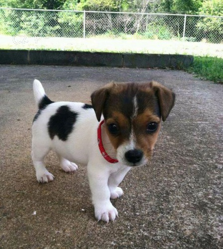 Prodm tata jack russell.