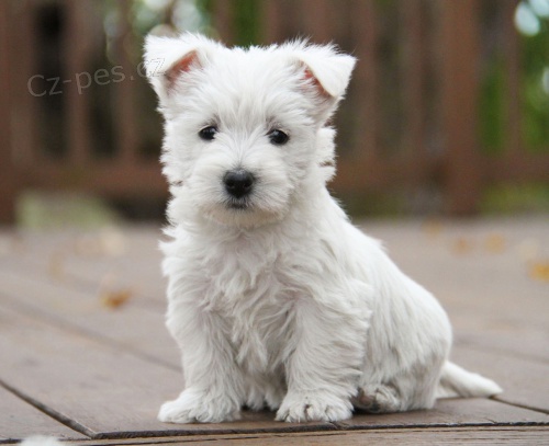 Prodm tata West Highland White Terriers