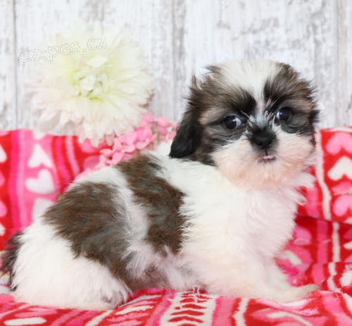 SHIH TZU