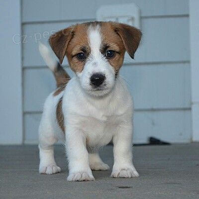 Prodám štěňata jack russell teriéra.
