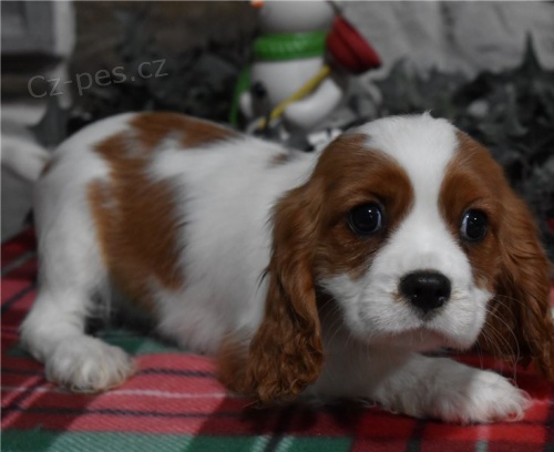 Prodám štěňata Cavalier king charles