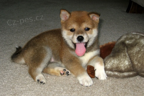 tn Shiba Inu k adopci