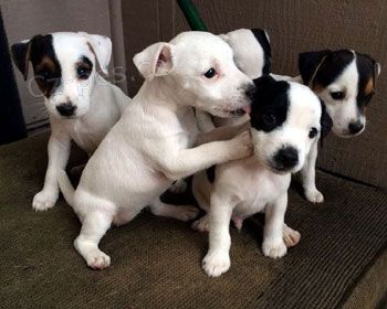 Prodm tata MINI jack russell terira.