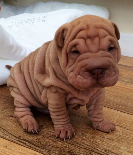 Prodm zdrav tata okovan shar-pei.