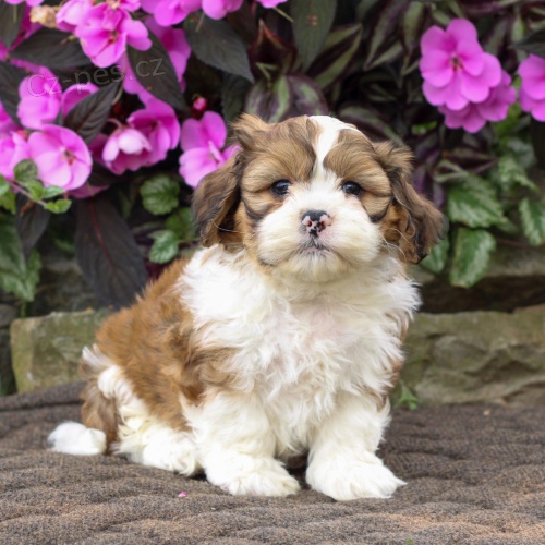 Prodm tata SHIH TZU