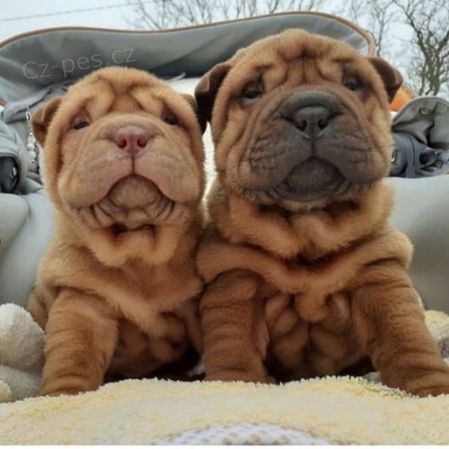 Prodám zdravá štěňata očkovaná shar-pei.