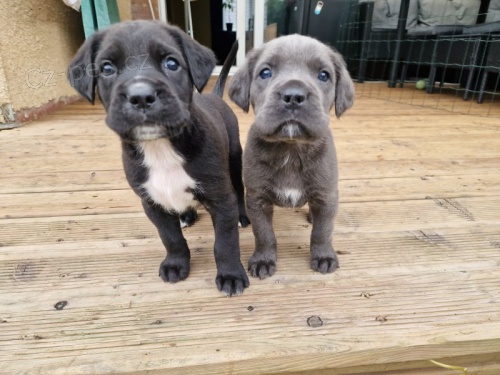 Prodm tata italskho Cane Corso